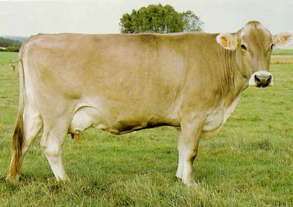 Razze Bovine Bruna Francese